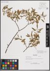 Foto von Salix eriocephala var. watsonii (Bebb) Dorn